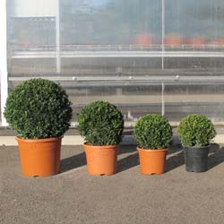 Buxus deco